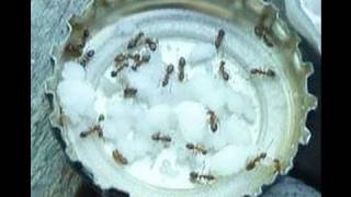 ALL NATURAL ANT CONTROL using BORAX [upl. by Htederem]