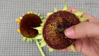 HOW TO PICK SUNFLOWER SEEDS QUICK TIPS [upl. by Bethanne689]