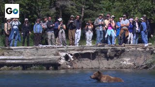 Bears In Katmai National Park [upl. by Esnofla]