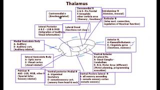 Thalamus  Nuclei functions [upl. by Leirua]