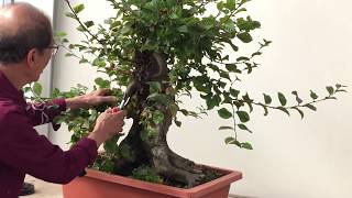 Making Bonsai from an overgrown Hornbeam [upl. by Mehalek117]