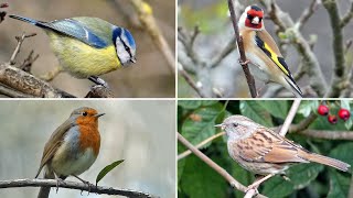 UK Garden Bird Identification Guide  Bird Names and Songs [upl. by Nadine]