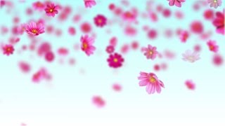 Pink cosmos flowers  Free motion background loop [upl. by Suoivart21]