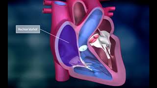 Das Herz und der „große“ Körperkreislauf des Blutes [upl. by Wesley115]