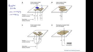Receptive fields [upl. by Swagerty]