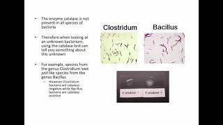 Enterobacteriaceae and Biochemical Testing [upl. by Linneman]