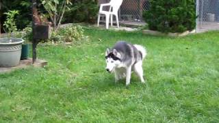 Siberian Husky with hip dysplasia diagnosis 2 years old [upl. by Nwahsor]