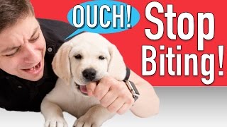 How to Train your Puppy to Stop Biting [upl. by Netsud]