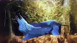 Blue Paradise Fish [upl. by Tloc]