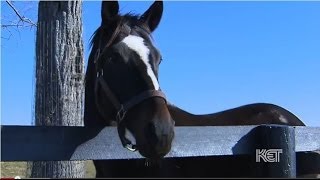 Zenyatta Thoroughbred Racehorse  Kentucky Life  KET [upl. by Bedwell]