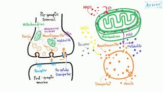 monoamine oxidase [upl. by Heger777]