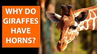 Why do GIRAFFES have horns [upl. by Ynatterb]