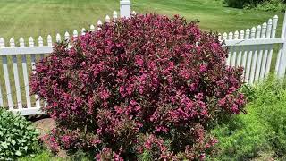 WINE amp ROSES® Weigela  Garden Crossings [upl. by Stearne]