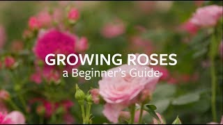 How to grow Roses  Grow at Home  Royal Horticultural Society [upl. by Namurt490]