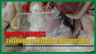 MYCOPLASMA ENFERMEDAD INFECCIOSA RESPIRATORIA [upl. by Hanway698]