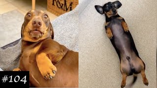 Dachshund Compilation  Funny And Cute Videos [upl. by Mikkel957]