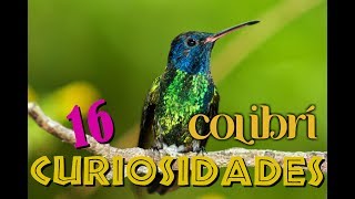 16 ASOMBROSAS CURIOSIDADES DEL COLIBRÍ [upl. by Stanfill]