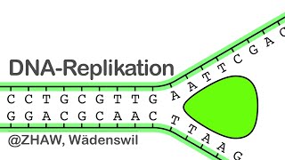 DNA Replikation [upl. by Nrol616]