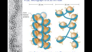 Unit1E Eukaryotic DNA Packaging Chromatin [upl. by Aleras211]