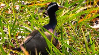 Bronze winged jacana [upl. by Lenora]