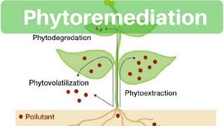 Environment amp Ecology  Phytoremediation [upl. by Parry434]