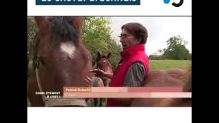 Le cheval ardennais la race la plus ancienne dEurope  Complètement à lEst [upl. by Aurelius]