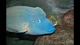 Facts The Napoleon Fish Humphead Wrasse [upl. by Galliett]