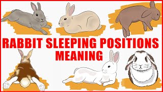 What Your Rabbits Sleeping Position Reveals About Their Personality Health and Character [upl. by Hessler426]