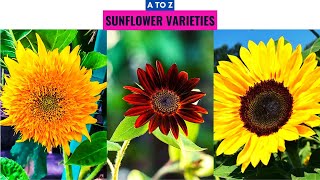 Sunflower Varieties A to Z [upl. by Arbmik]