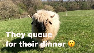 Swiss Valais blacknose sheep  How we feed our small in lamb flock [upl. by Ahsikan335]