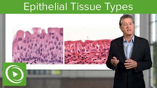 Epithelial Tissue Sections amp Functions – Histology  Lecturio [upl. by Herminia113]