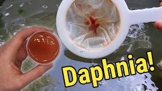 How I Culture Daphnia In Outdoor Tubs [upl. by Isolde]