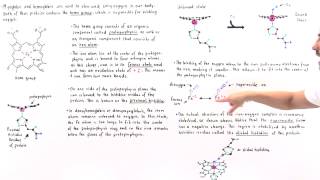 Heme Group of Hemoglobin and Myoglobin [upl. by Hodges401]