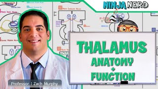 Neurology  Thalamus Anatomy amp Function [upl. by Greggs164]