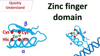 Zinc finger motif [upl. by Meletius]