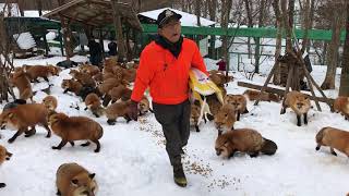 Zao Fox Village feeding time [upl. by Kathlene743]