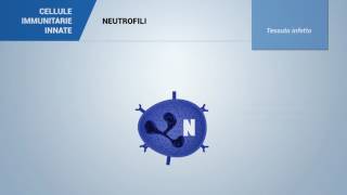 Neutrofili [upl. by Borlow316]