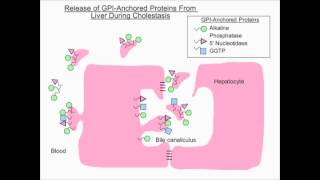 Liver Tests Use and Interpretation [upl. by Domel341]