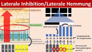 Laterale Inhibition Laterale Hemmung zur Kontrastverstärkung Neurobiologie Oberstufe [upl. by Dahlstrom915]