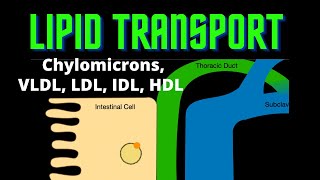 USMLE Step 1  Lesson 73  Lipid Transport [upl. by Niraj]