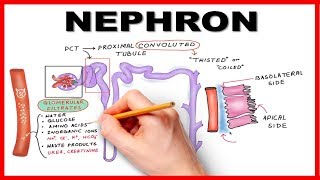 Nephron Function Simplified Hand drawn Animation [upl. by Ieppet]