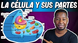 LA CÉLULA  PARTES Y FUNCIONES  Corto y entretenido [upl. by Bille]