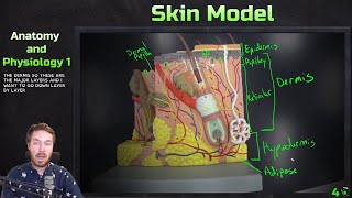 Skin Model Anatomy Overview  Anatomy and Physiology 1 [upl. by Heinrick461]