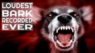 LOUDEST DOG BARKING SOUND RECORDED EVER  HD [upl. by Einahpit]