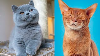 The CUTEST CAT BREEDS In The World 🐱 [upl. by Tnert]