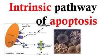 Intrinsic apoptosis pathway [upl. by Ramos]