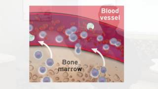 Ask Bloodworks What is Apheresis [upl. by Valdas]