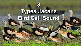 8 Types Jacana Bird Call Sound [upl. by Kartis744]