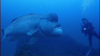 Facts The Asian Sheepshead Wrasse Kobudai [upl. by Yenreit908]