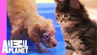 The Best Of Curious Cuddly Kittens And Puppies  Too Cute [upl. by Assetniuq410]